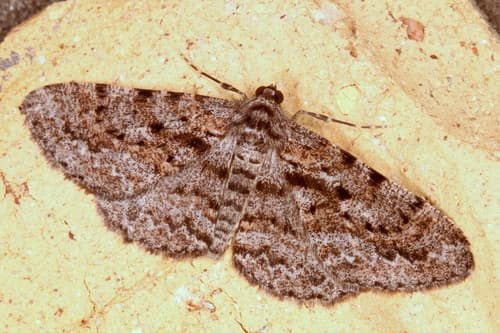 Serrated Bark Moth