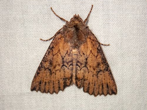 serrated crest-moth