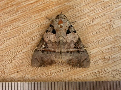 No common name found