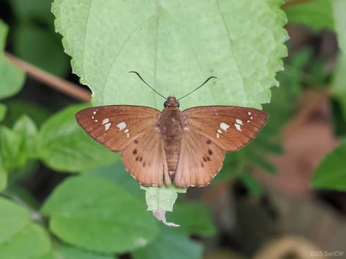 Formosan Awl Skipper