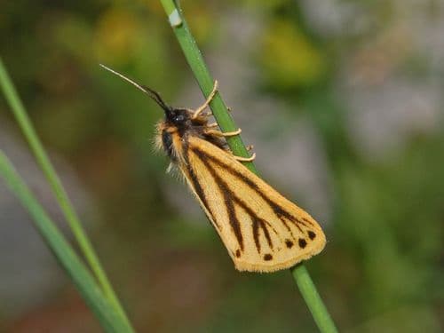 Dotted Footman