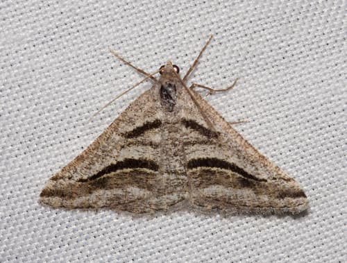 Shaded Granite Moth