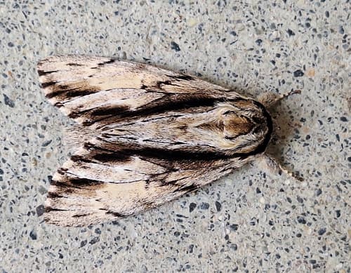 Black-striped Prominent