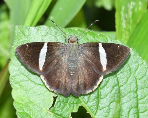 Sharp Banded-Skipper