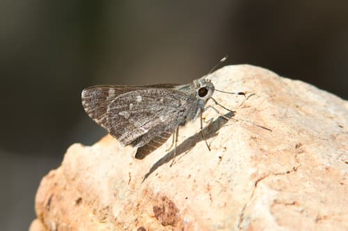 Sheep Skipper