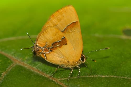 Shining Groundstreak