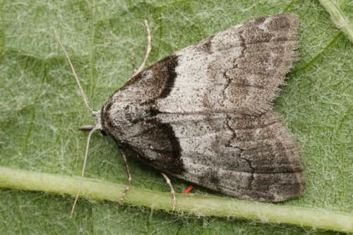 Short-cloaked Moth