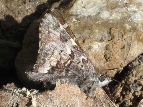 Short-tailed Skipper