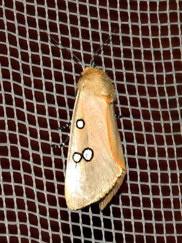Shortsnout Dice Moth
