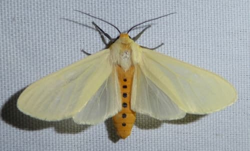 Siam Weed Defoliator