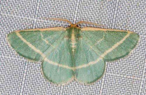 Side-lined Emerald