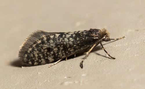 Walshella Case-bearer