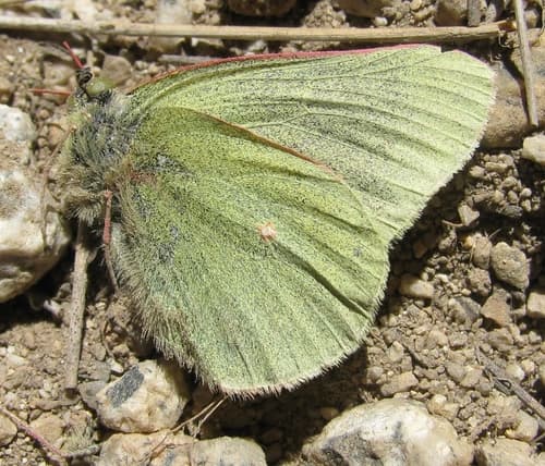 Sierra Sulphur