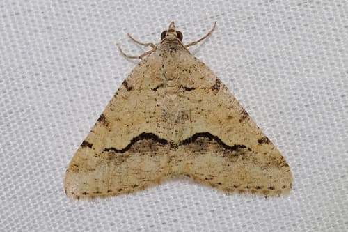 Signate Looper Moth