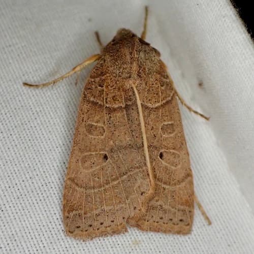 Silky Sallow