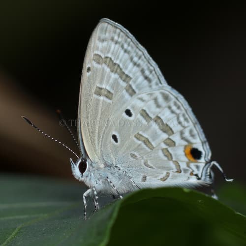 Silver Forget-me-not