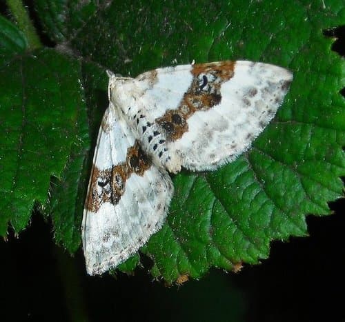 Silver-ground Carpet