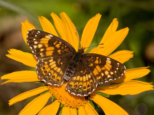 Silvery Checkerspot