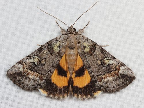 Similar Underwing