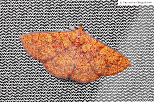 No widely recognized common name