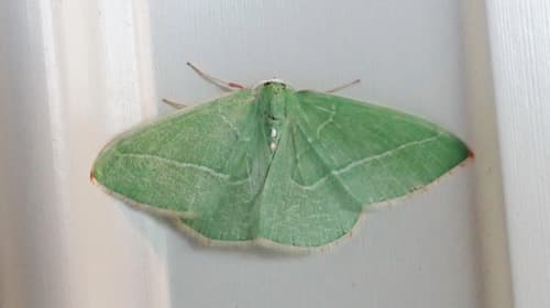 Single-lined Emerald
