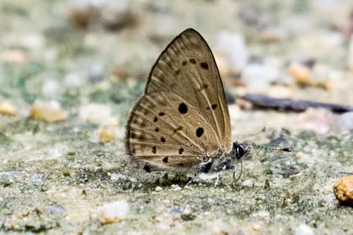 Pale Grass Blue