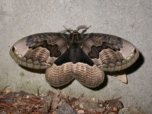 Sino-Korean Owl Moth