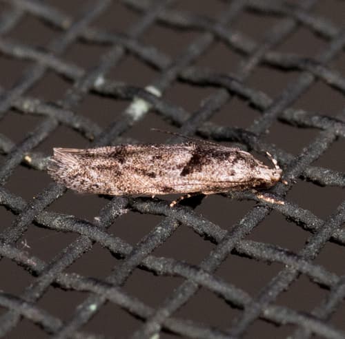Robinia Leafminer Moth