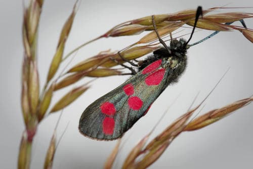 Six-spot Burnet