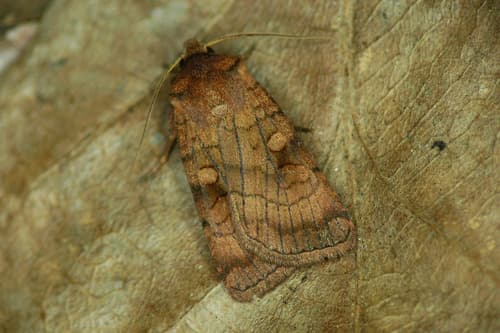 Six-striped Rustic
