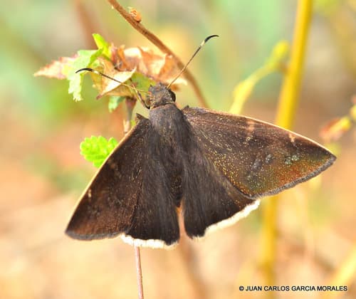 Skinner's Cloudywing