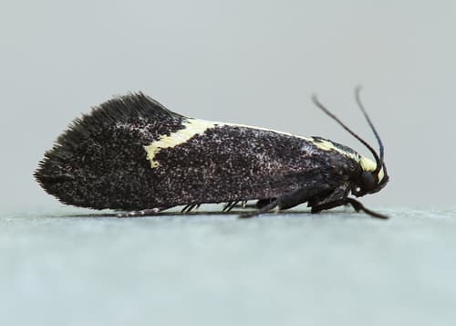 Skunk Moth