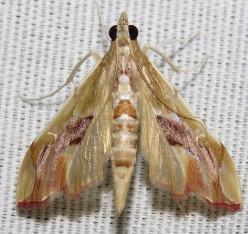 Sky-pointing Moth