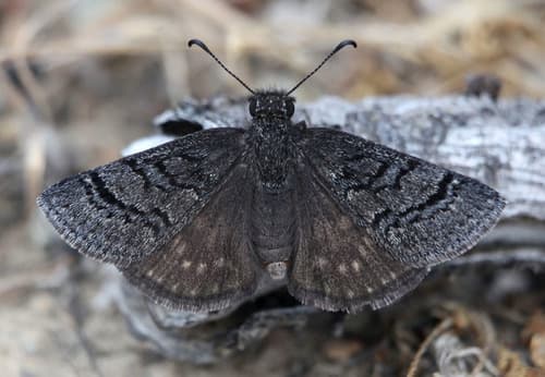 Sleepy Duskywing