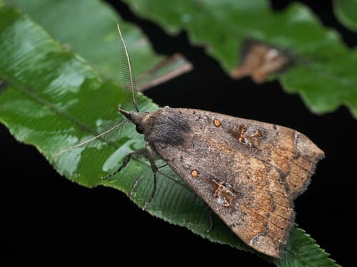 Slender owlet moth