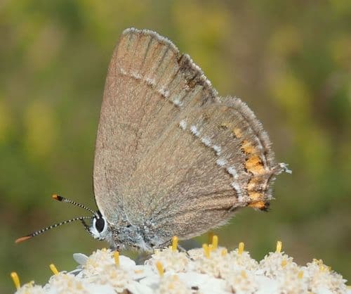 Sloe Hairstreak