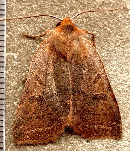 Sloping Sallow