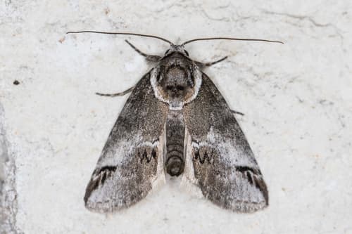 Small Baileya Moth