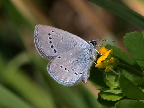 Small Blue