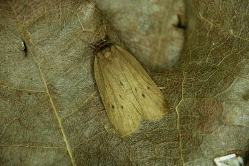 Small Dotted Footman