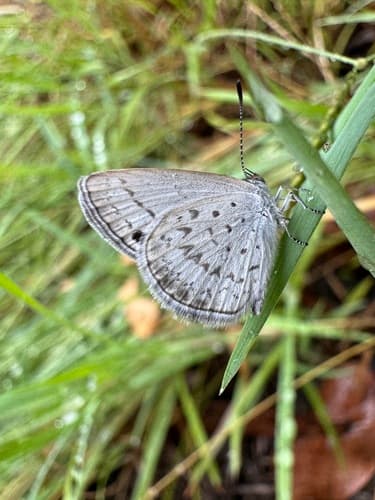 Small Dusky-blue