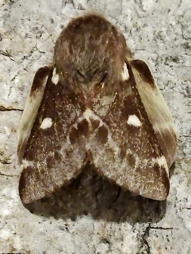 Small Eggar