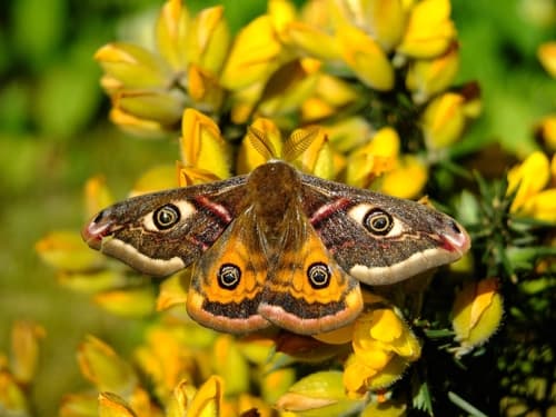 Small Emperor Moth