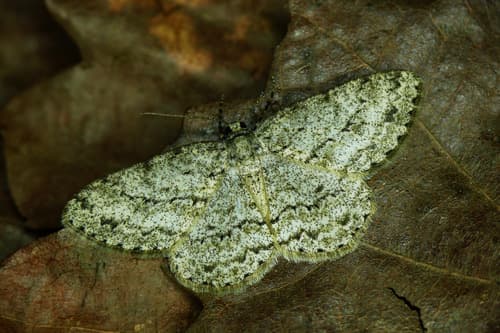 Small Engrailed