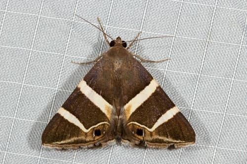 Small-eyed Box-Owlet