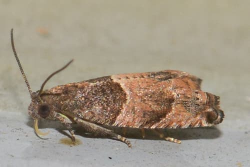 Small Gypsonoma Moth