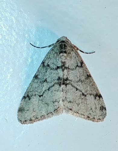 Small Phigalia Moth