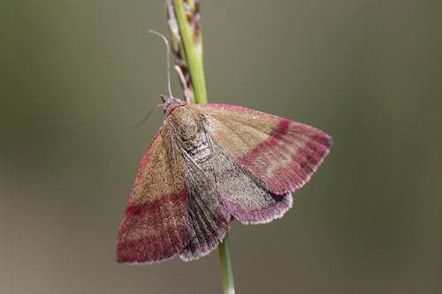 Small Purple-barred