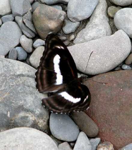 Small Staff Sergeant