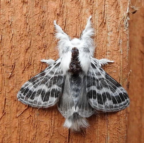 Small Tolype Moth